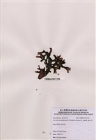 藏品(海木耳)的圖片